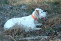Setter Anglais ULKA DE BUZUNTZA Setter Anglais ULKA DE BUZUNTZA